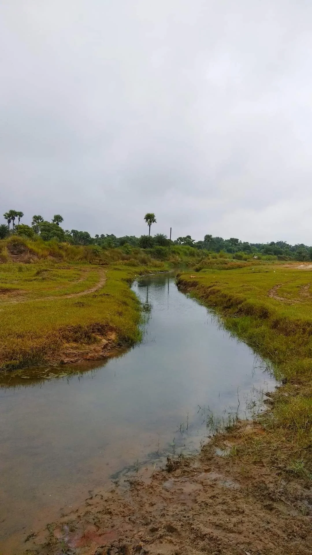 સુવર્ણ વાલુકા